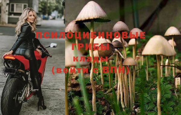 прущие грибы Абаза