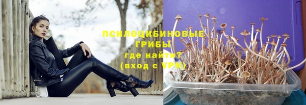 прущие грибы Абаза